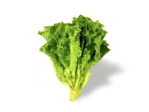 LECHUGA MAZO