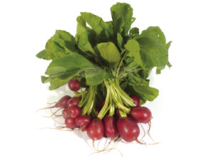 138581 RABANITO MAZO