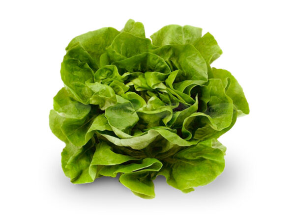 LECHUGA MANTECOSA kg.