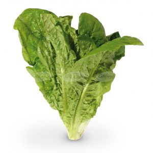 LECHUGA CRIOLLA kg.