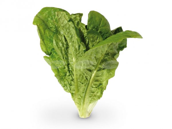 LECHUGA CRIOLLA kg.